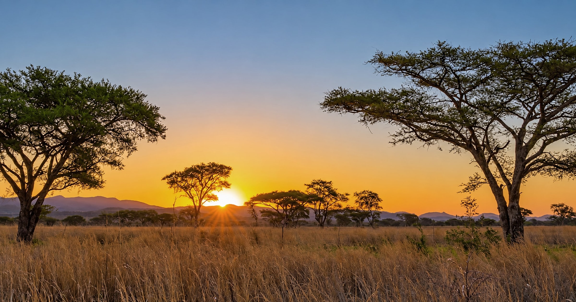Two acacia trees silhouetted against a golden African sunset