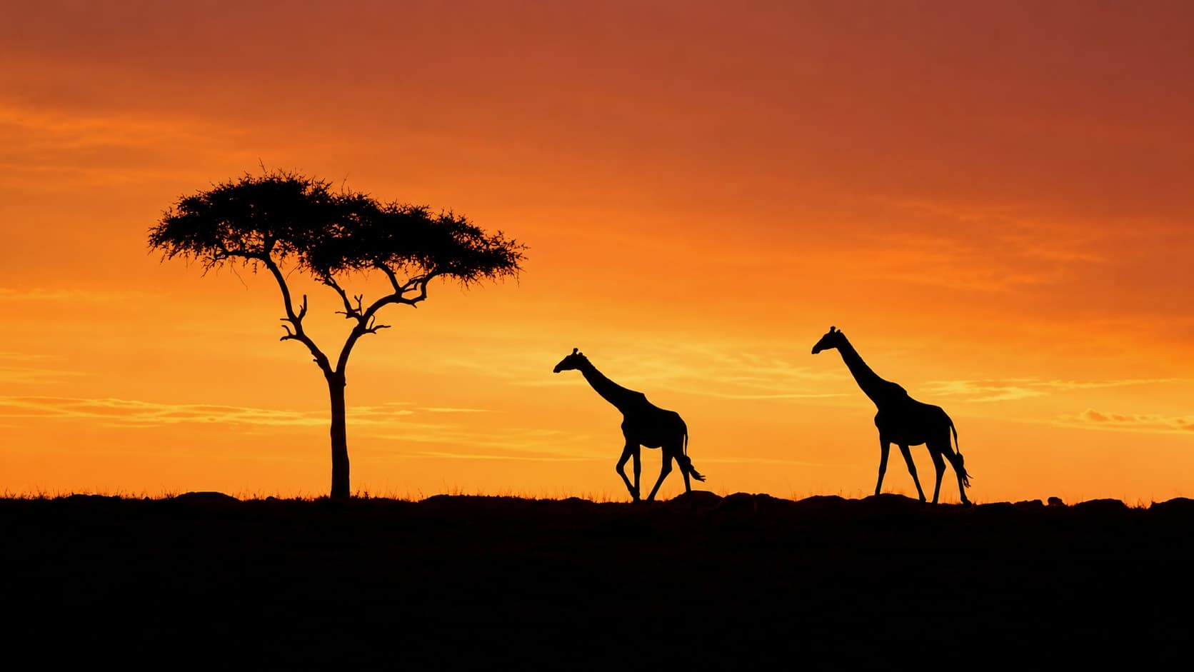 Giraffes walking across the horizon at sunset